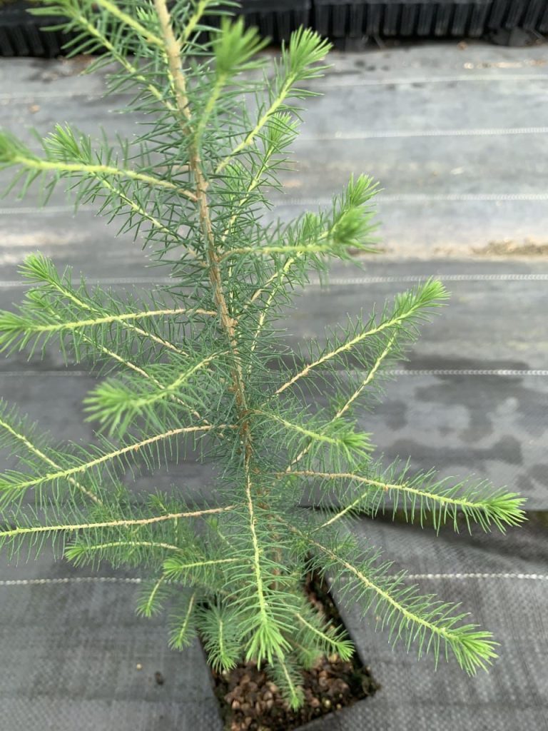 Ель черная – Picea mariana