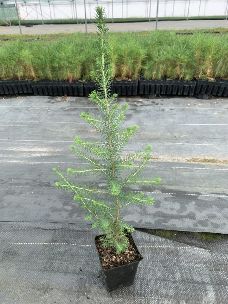 Ель черная – Picea mariana