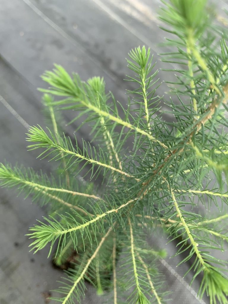 Ель черная – Picea mariana