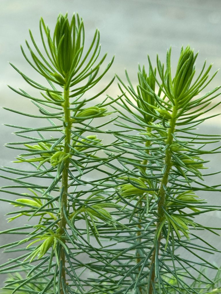 Ель сербская – 'Picea omorika'