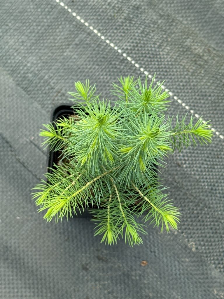 Ель сербская – 'Picea omorika'