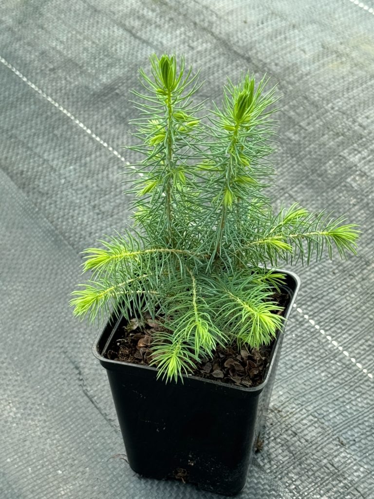 Ель сербская – 'Picea omorika'