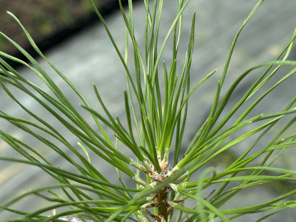 Сосна крючковатая – 'Pinus uncinata'