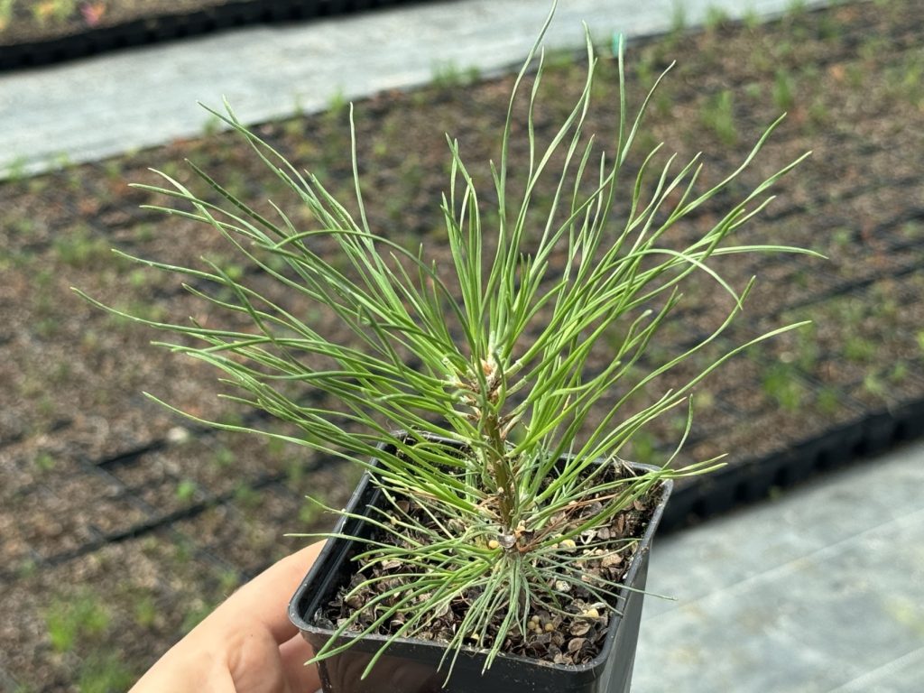 Сосна крючковатая – 'Pinus uncinata'
