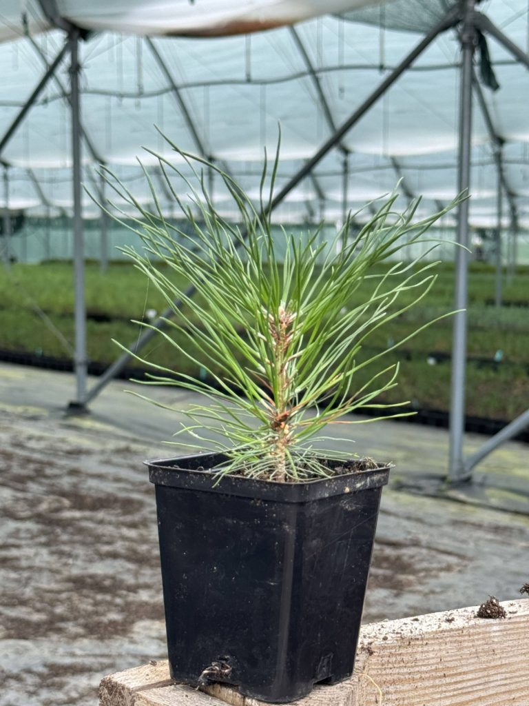 Сосна крючковатая – 'Pinus uncinata'