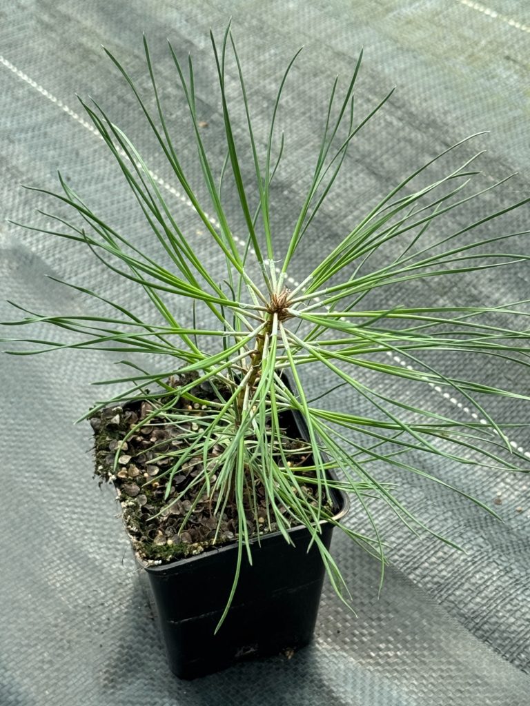 Сосна черная нигра – 'Pinus nigra nigra'