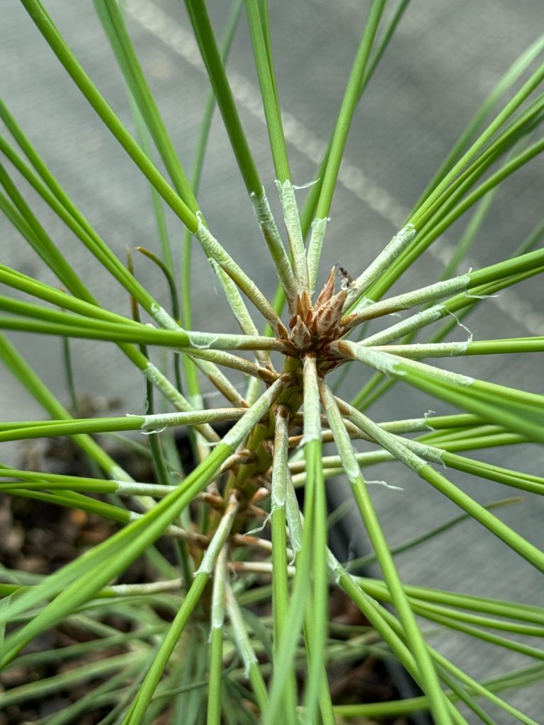 Сосна черная нигра – 'Pinus nigra nigra'