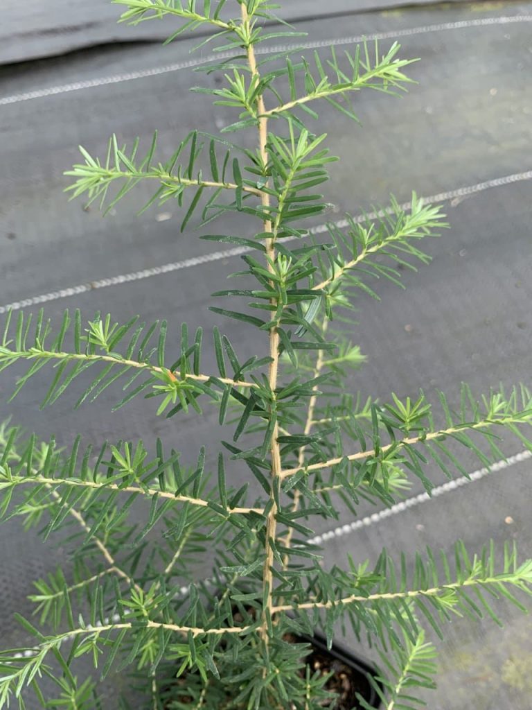 Тсуга западная – Tsuga heterophylla
