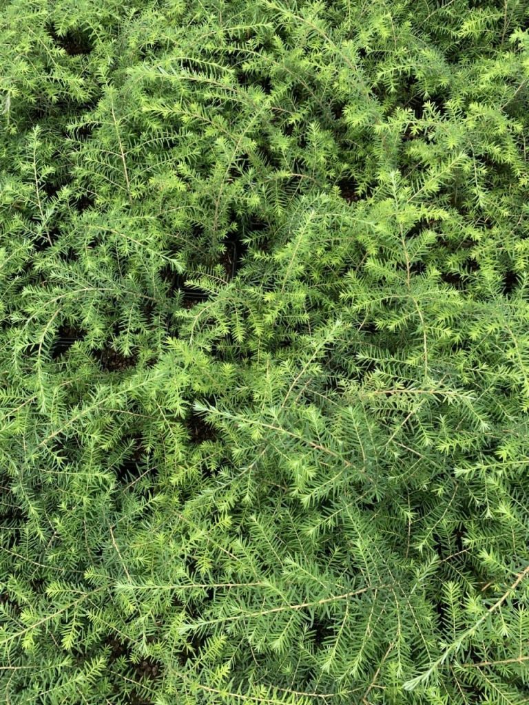 Тсуга западная – Tsuga heterophylla