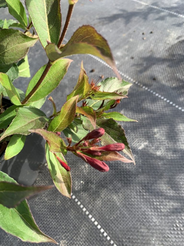 Вейгела 'Румба' – Weigela 'Rumba'