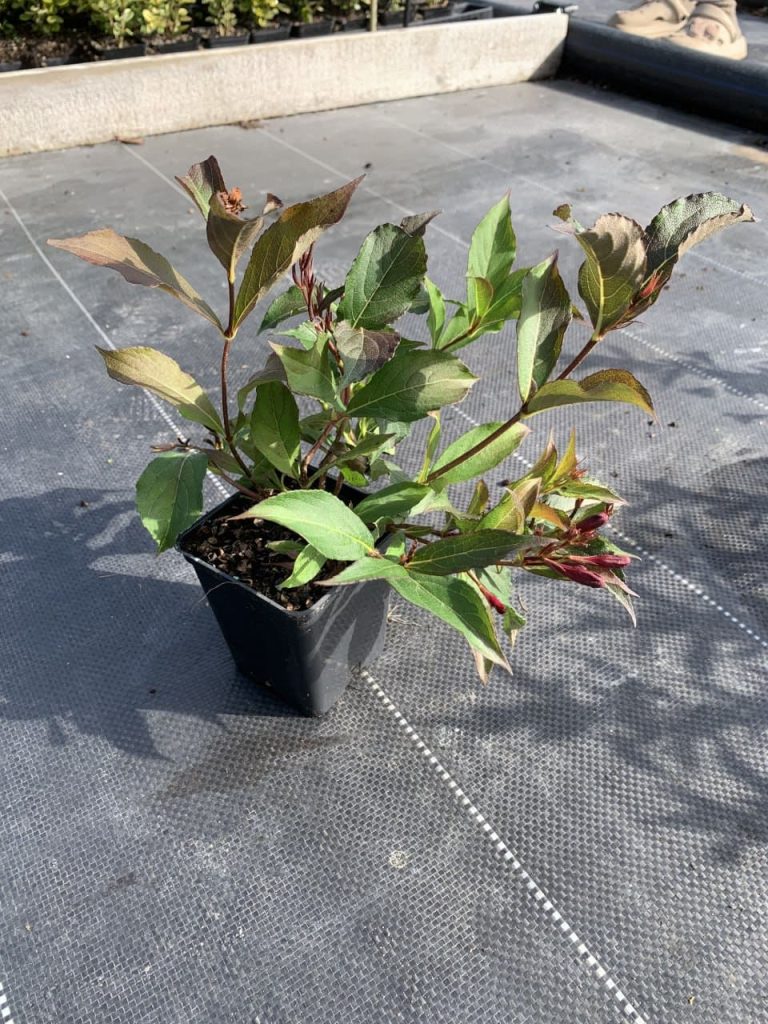 Вейгела 'Румба' – Weigela 'Rumba'