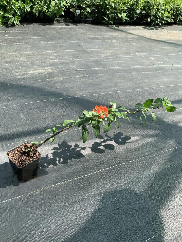 Айва превосходная 'Салмон Хоризон' – Chaenomeles sup. 'Salmon Horizon'