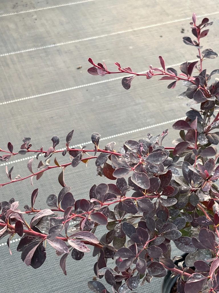 Барбарис оттавский 'Сильвер Майлз' – Berberis ott. 'Silver Miles'