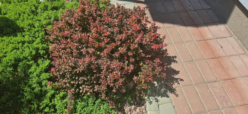 Барбарис Тунберга 'Адмирейшн' – Berberis thunb. 'Admiration'