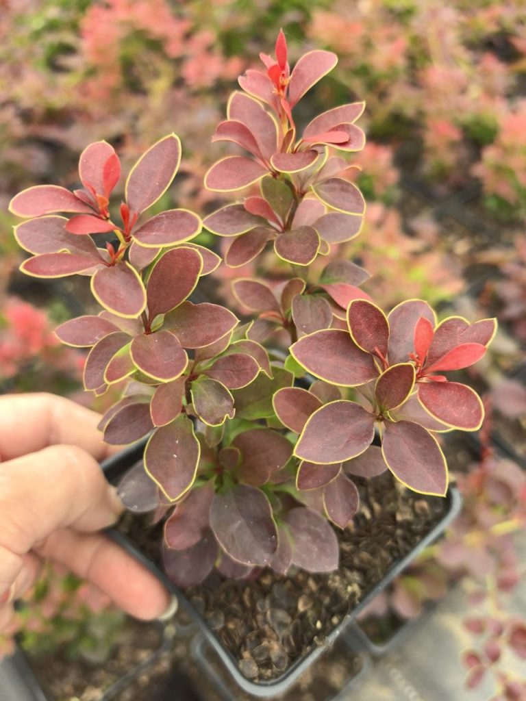 Барбарис Тунберга 'Адмирейшн' – Berberis thunb. 'Admiration'