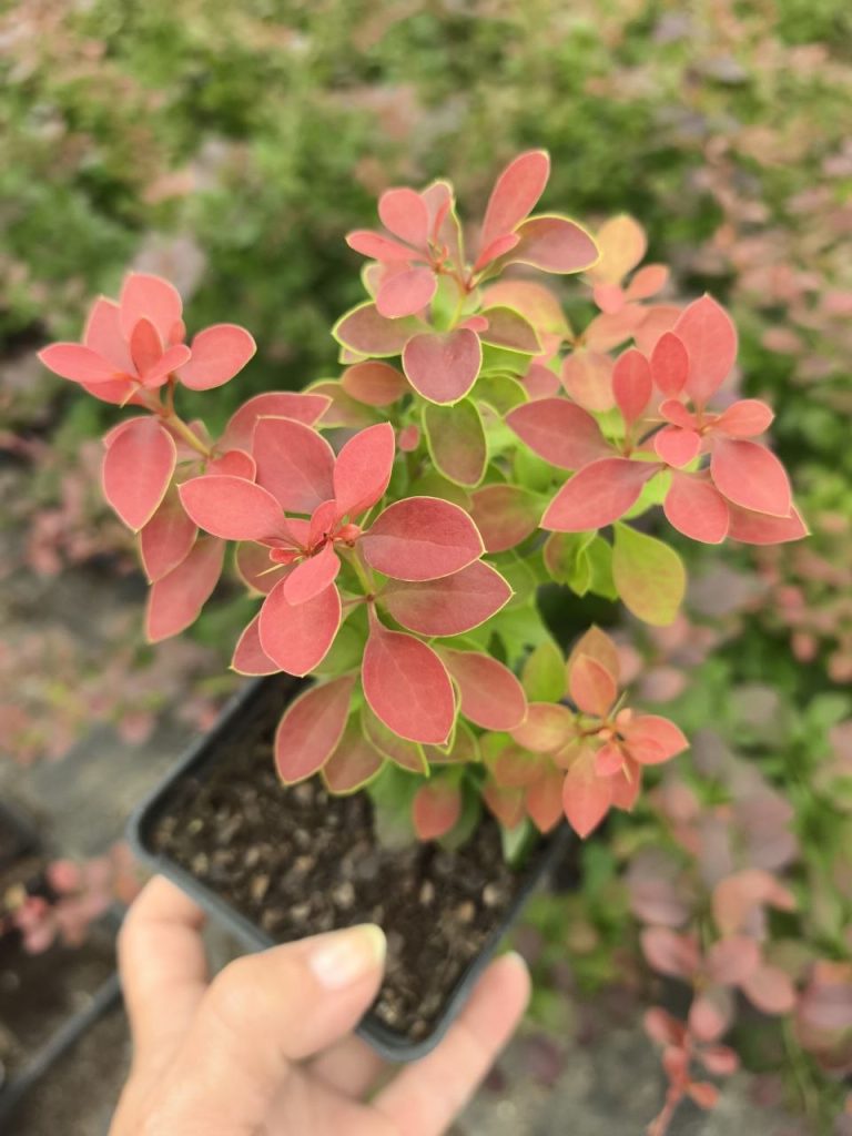 Барбарис Тунберга 'Адмирейшн' – Berberis thunb. 'Admiration'
