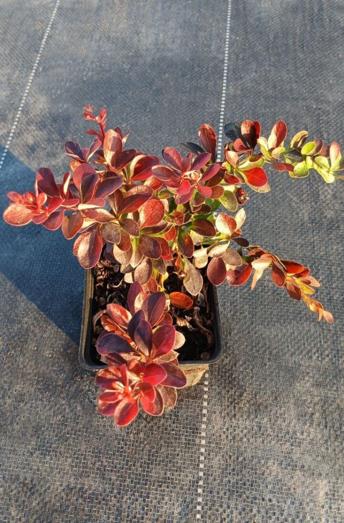 Барбарис Тунберга 'Атропурпуреа Нана' –  Berberis thunb. 'Atropurpurea Nana'