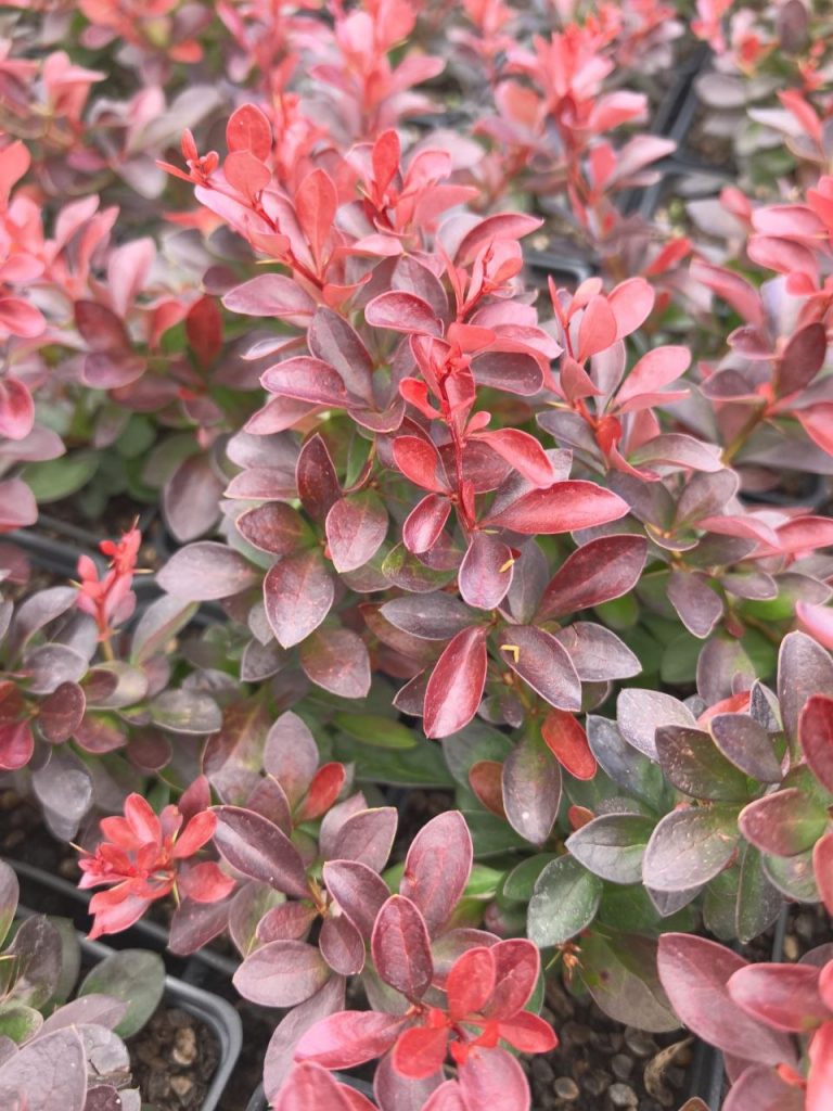 Барбарис Тунберга 'Атропурпуреа Нана' –  Berberis thunb. 'Atropurpurea Nana'