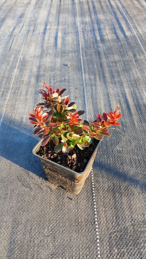 Барбарис Тунберга 'Багатель' – Berberis thunb. 'Bagatelle'