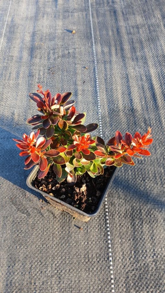 Барбарис Тунберга 'Багатель' – Berberis thunb. 'Bagatelle'