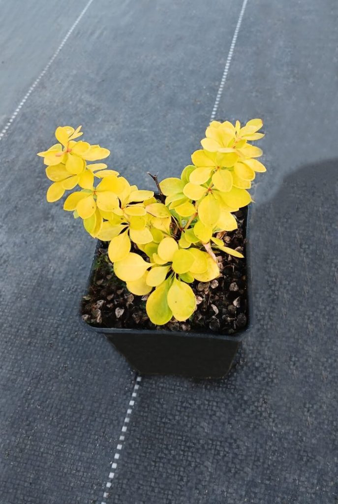 Барбарис Тунберга 'Бонанза Голд' – Berberis thunb. 'Bonanza Gold'
