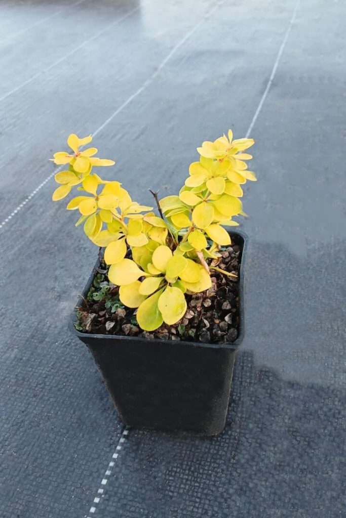 Барбарис Тунберга 'Бонанза Голд' – Berberis thunb. 'Bonanza Gold'