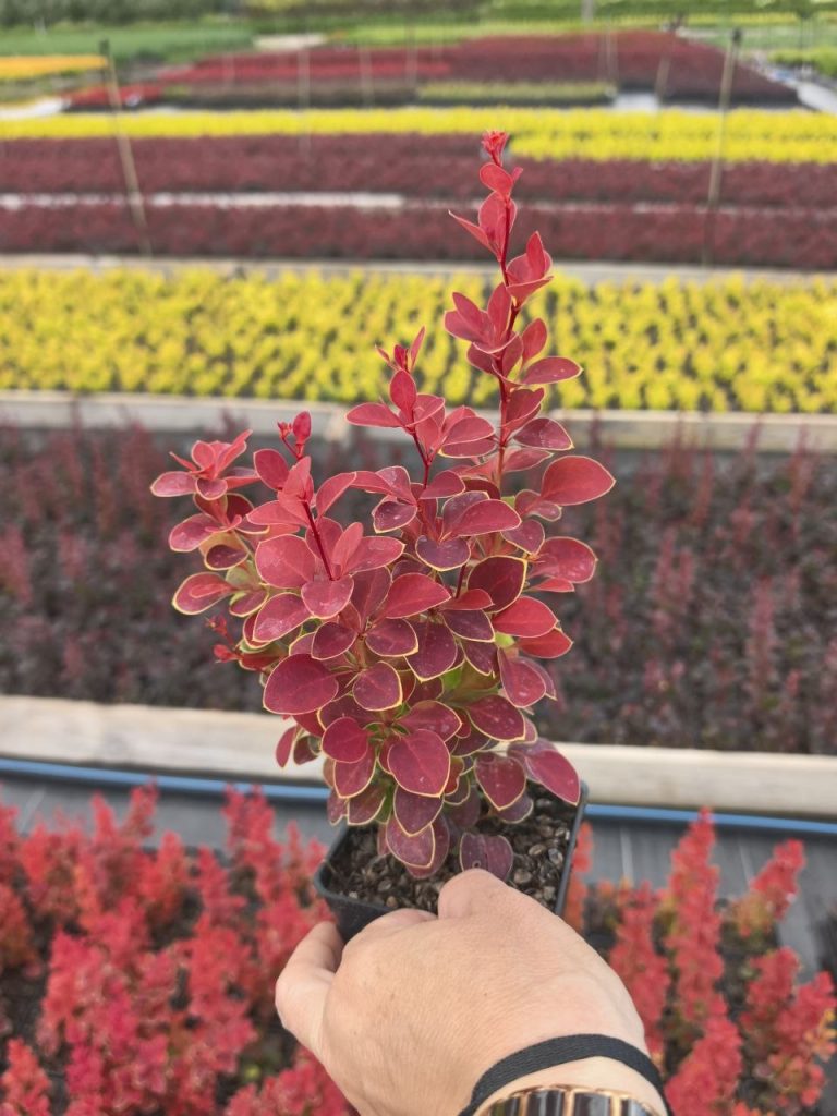 Барбарис Тунберга 'Чикита' – Berberis thunb. 'Chikita'