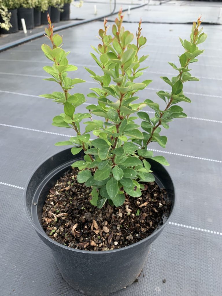 Барбарис Тунберга 'Эректа' - Berberis thunb. 'Erecta'