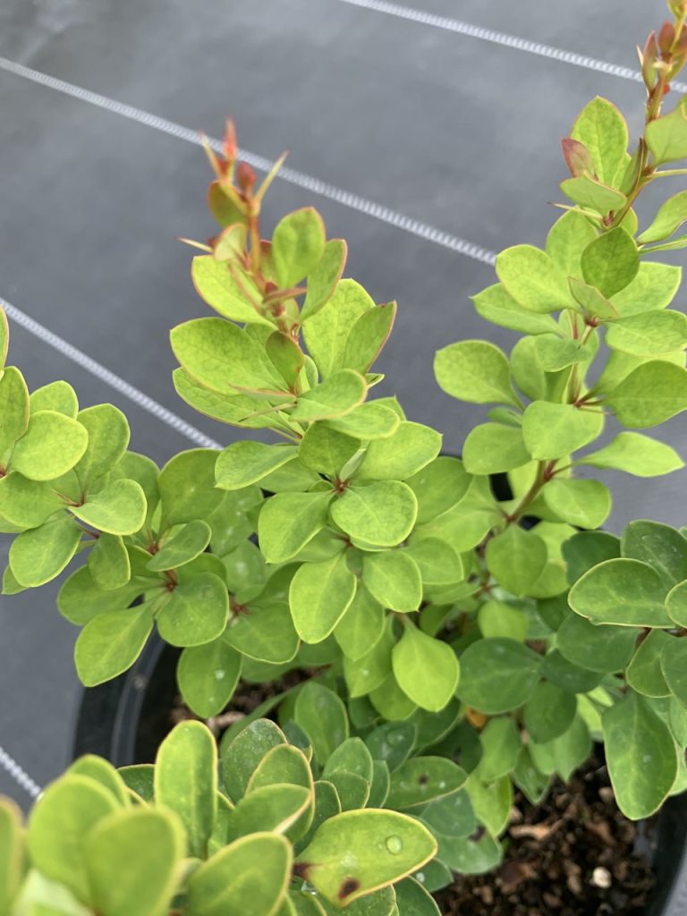 Барбарис Тунберга 'Эректа' - Berberis thunb. 'Erecta'