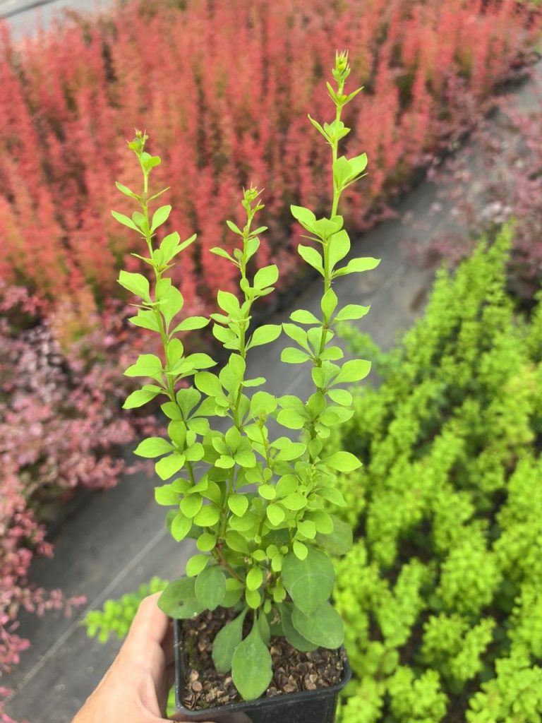 Барбарис Тунберга 'Эректа' - Berberis thunb. 'Erecta'