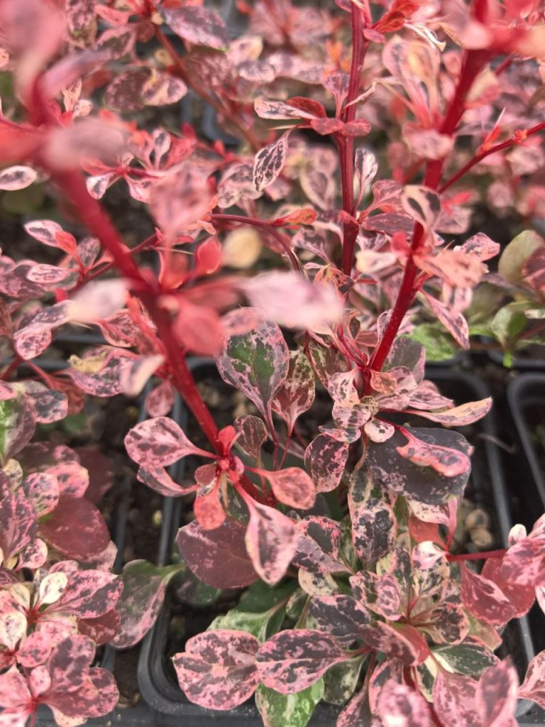 Барбарис тунберга 'Фламинго' – Berberis thunb. 'Flamingo'