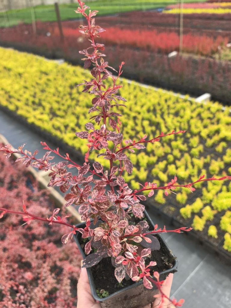Барбарис тунберга 'Фламинго' – Berberis thunb. 'Flamingo'