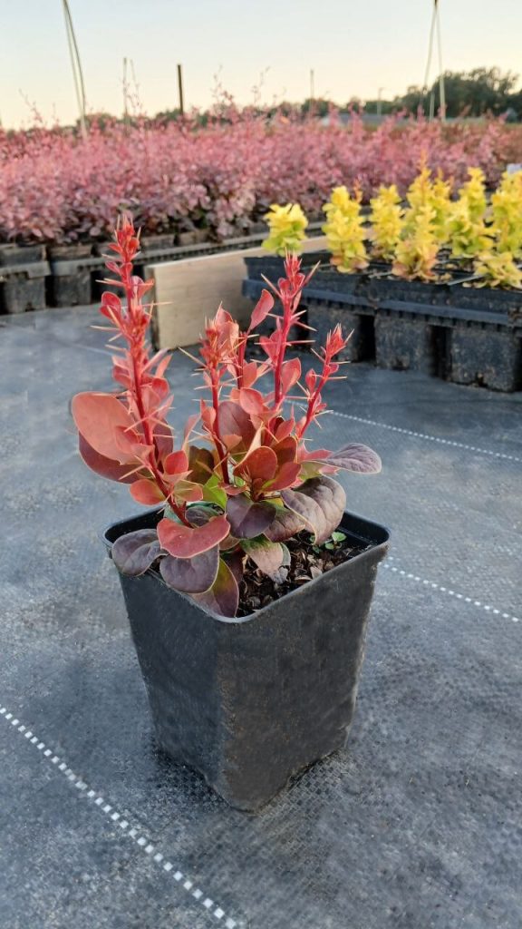 Барбарис Тунберга 'Флоренс' – Berberis thunbergii 'Florence'