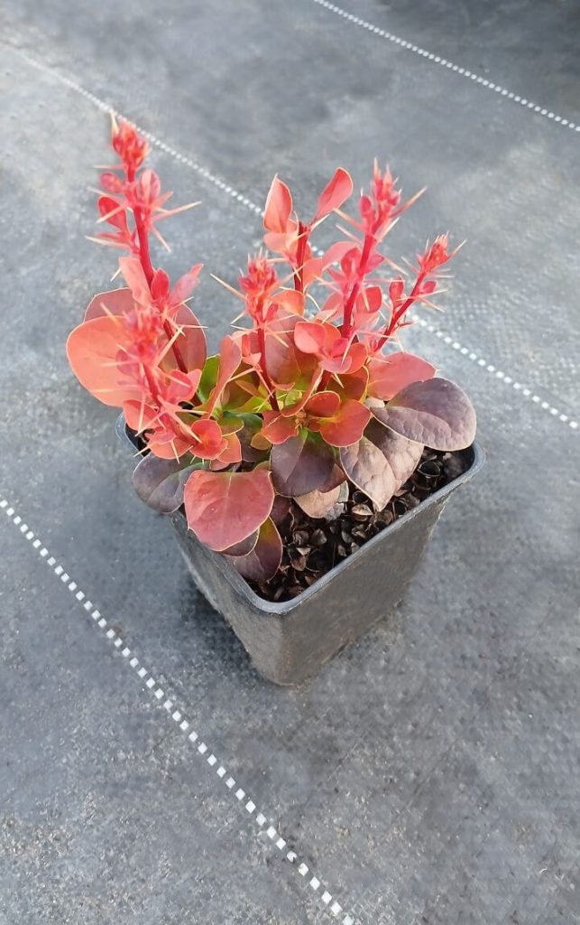 Барбарис Тунберга 'Флоренс' – Berberis thunbergii 'Florence'