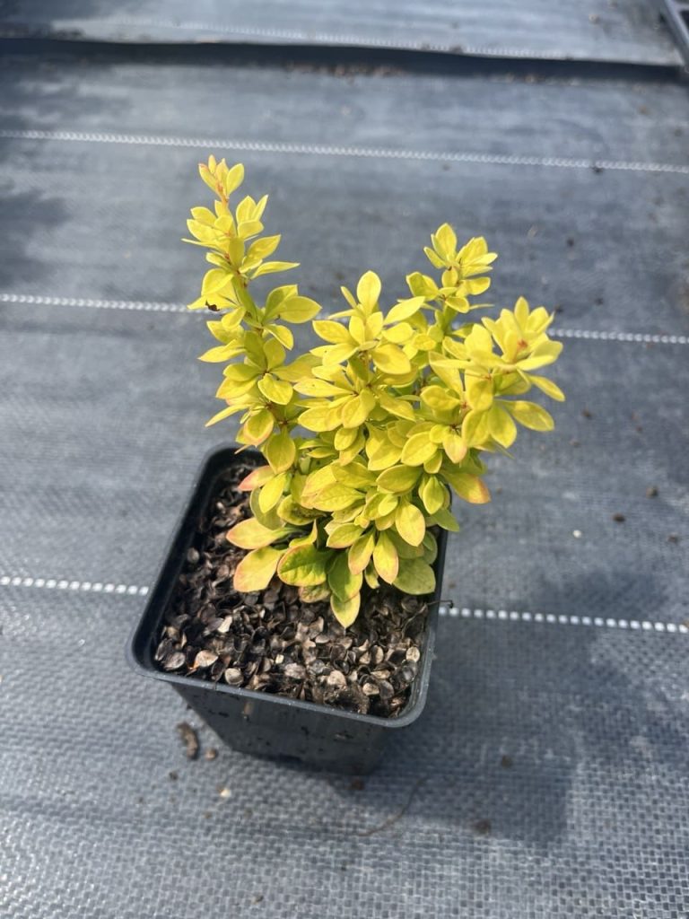 Барбарис Тунберга 'Голдалита' – Berberis thunbergii 'Goldalita'