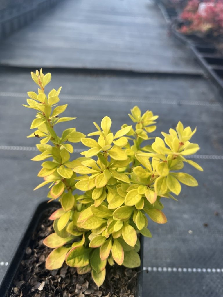 Барбарис Тунберга 'Голдалита' – Berberis thunbergii 'Goldalita'