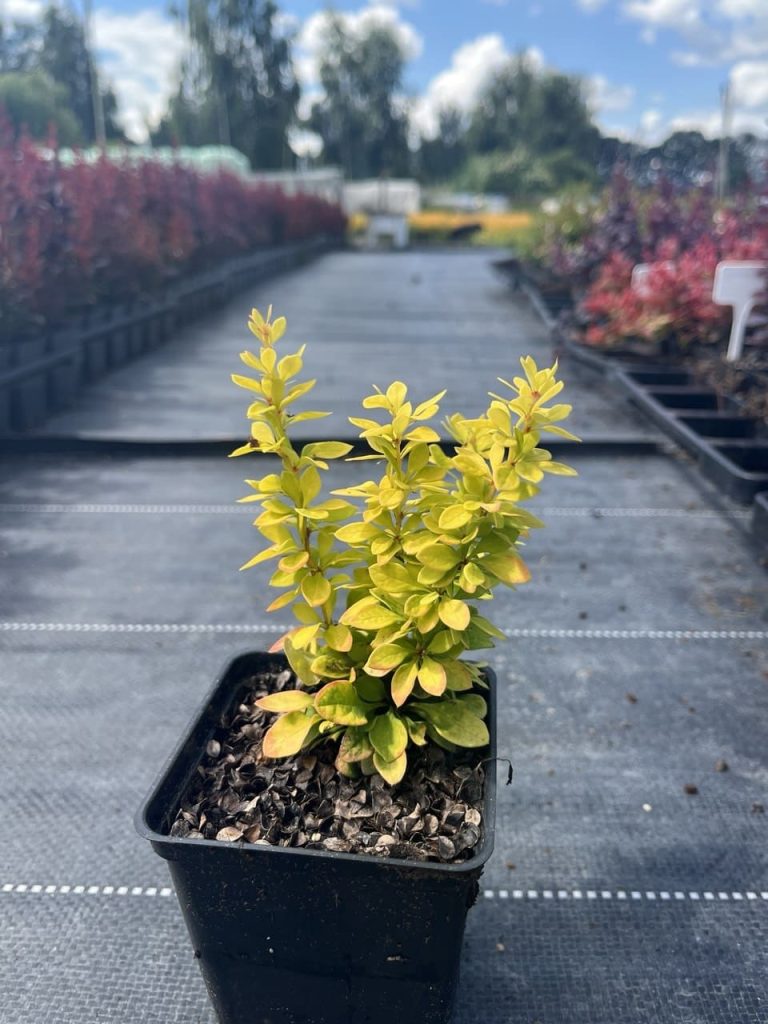 Барбарис Тунберга 'Голдалита' – Berberis thunbergii 'Goldalita'