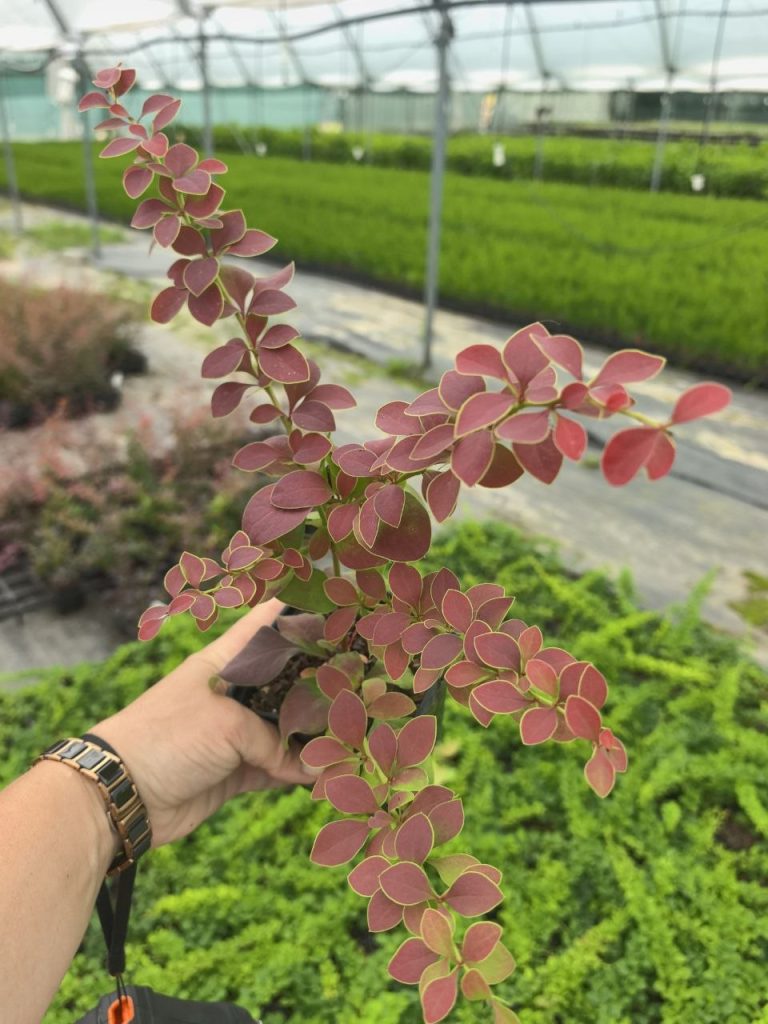 Барбарис Тунберга 'Голден Ринг' – Berberis thunb. 'Golden Ring'