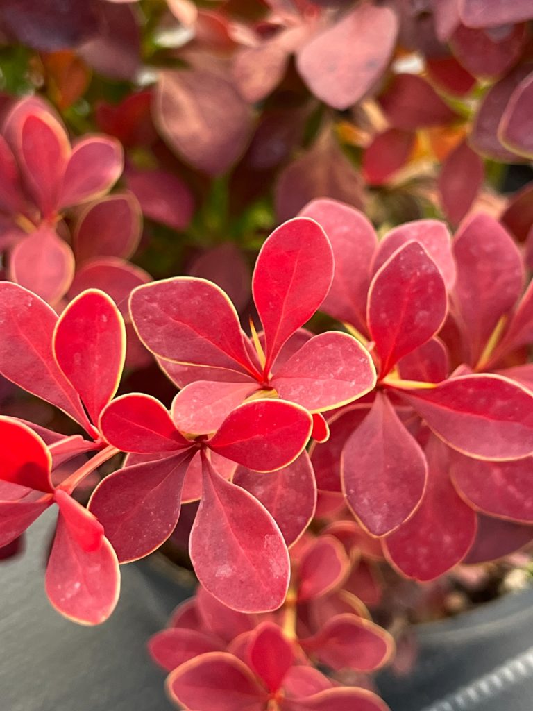 Барбарис Тунберга 'Голден Ринг' – Berberis thunb. 'Golden Ring'