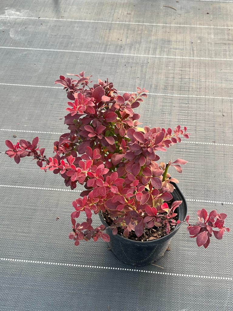 Барбарис Тунберга 'Голден Ринг' – Berberis thunb. 'Golden Ring'