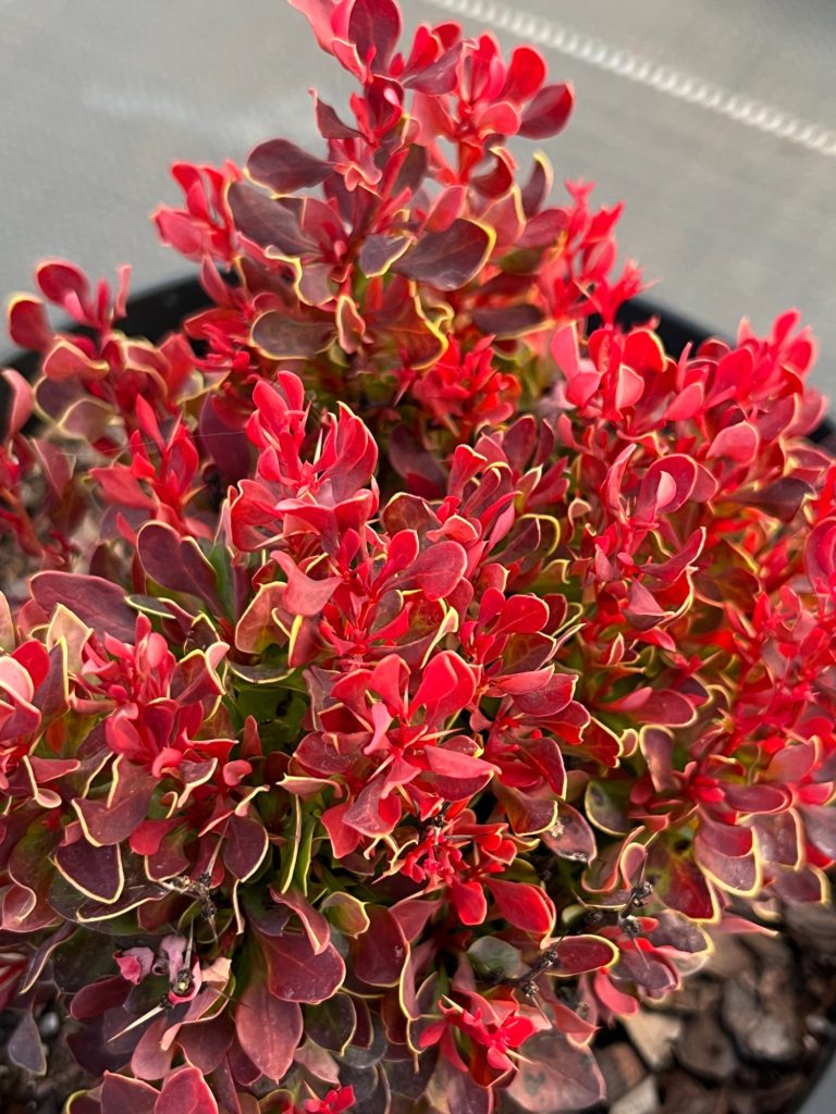 Барбарис Тунберга 'Голден Руби'® (защищенный сорт) – Berberis thunb. ‘Golden Ruby’