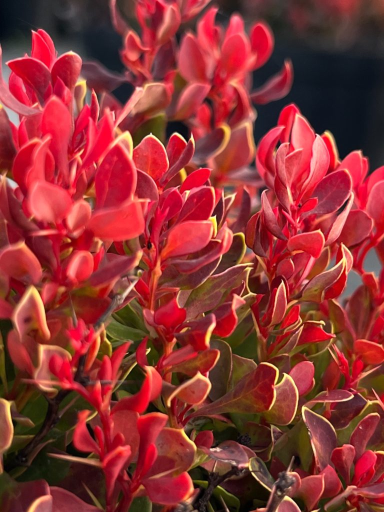 Барбарис Тунберга 'Голден Руби'® (защищенный сорт) – Berberis thunb. ‘Golden Ruby’