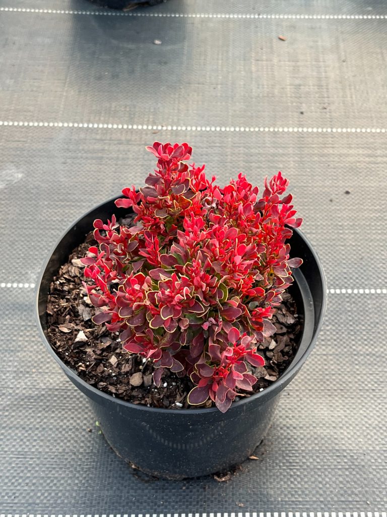 Барбарис Тунберга 'Голден Руби'® (защищенный сорт) – Berberis thunb. ‘Golden Ruby’