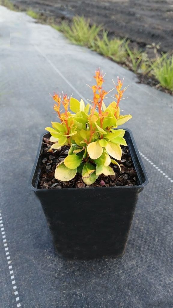 Барбарис Тунберга 'Голден Торч' – Berberis thunbergii 'Golden Torch'