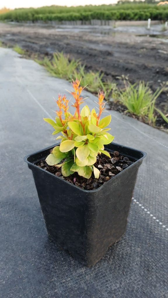 Барбарис Тунберга 'Голден Торч' – Berberis thunbergii 'Golden Torch'