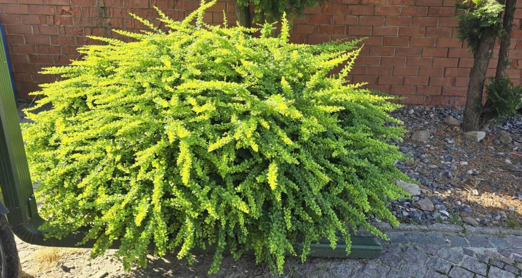 Барбарис Тунберга 'Грин Карпет' – Berberis thunb. 'Green Carpet'