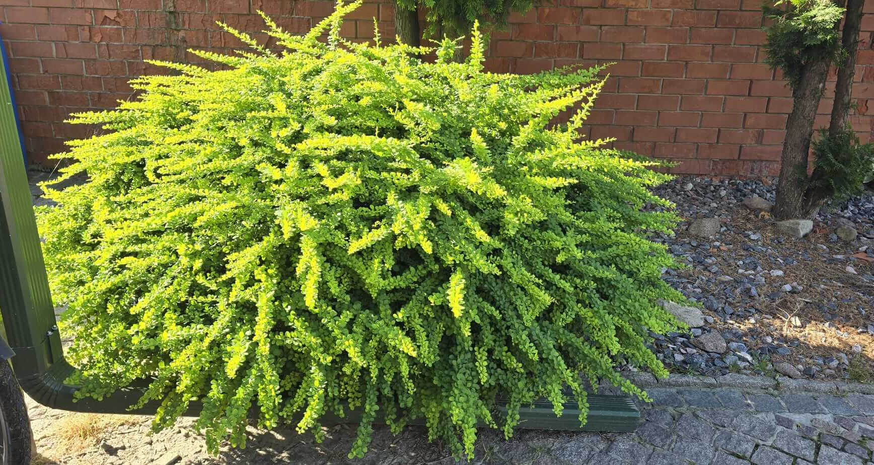 Барбарис Тунберга 'Грин Карпет' – Berberis thunb. 'Green Carpet'