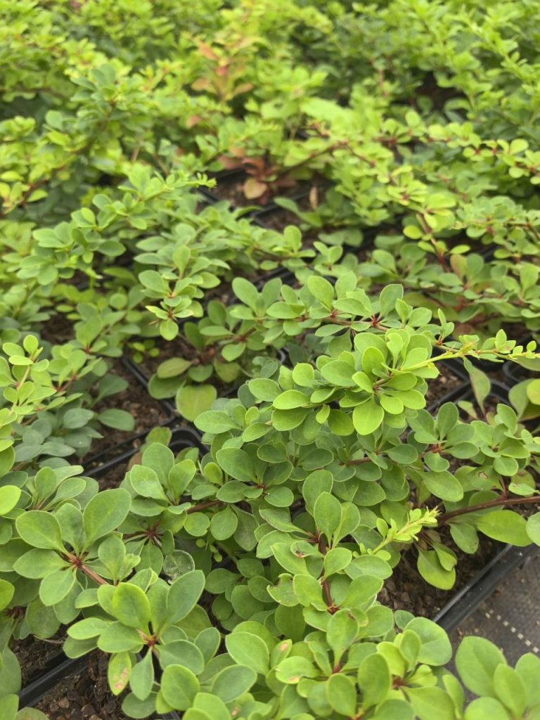 Барбарис Тунберга 'Грин Карпет' – Berberis thunb. 'Green Carpet'