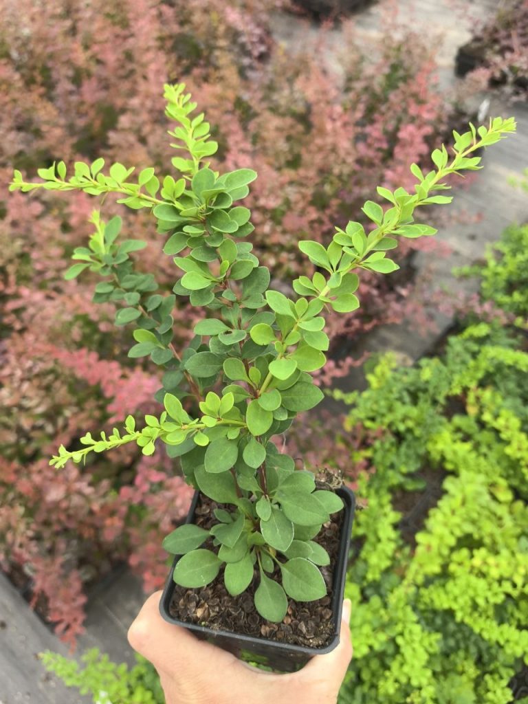 Барбарис Тунберга 'Грин Карпет' – Berberis thunb. 'Green Carpet'