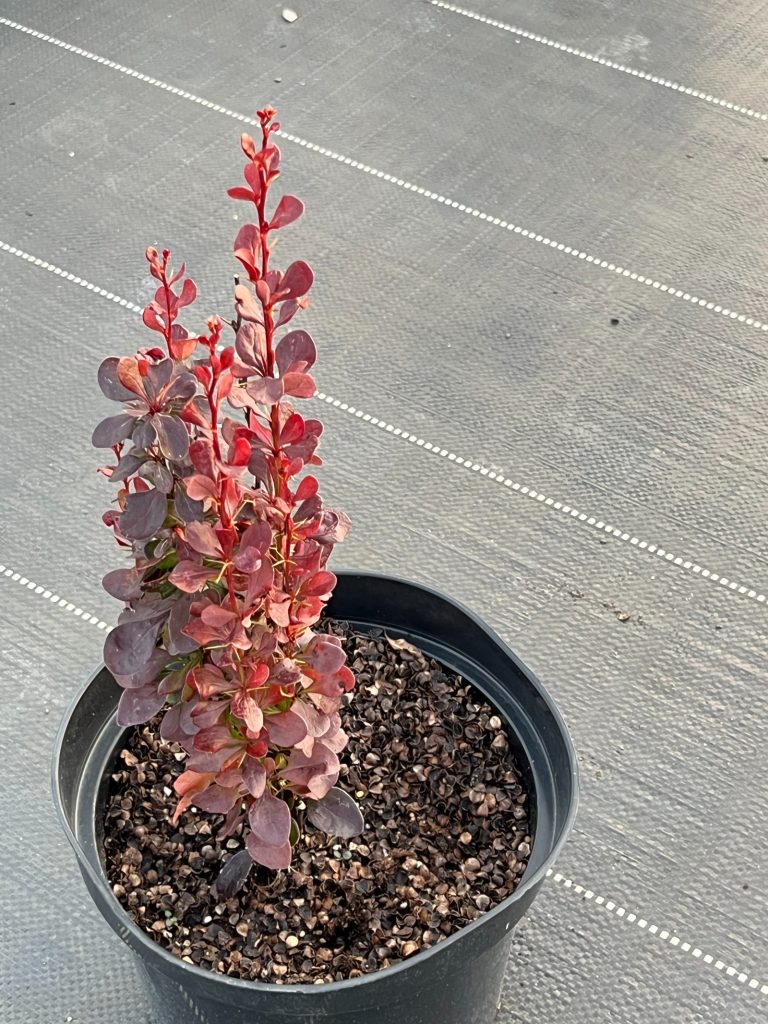 Барбарис Тунберга 'Хелмонд Пиллар' – Berberis thunb. 'Helmond Pillar'